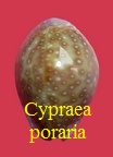 Cypraea poraria, Linné 1758